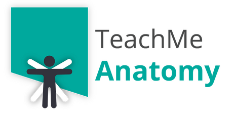 The Eustachian (Auditory) Tube